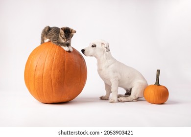 Halloween kitty grey striped and white puppy sitting with pumpinks on white clear background.