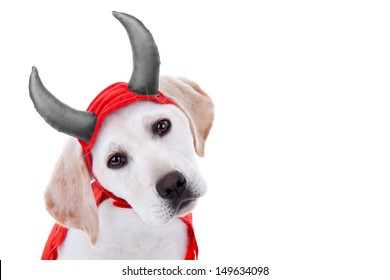 Halloween Labrador Puppy Dog In Devil Costume Isolated On White With Copy Space