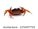 Halloween Moon Crab isolated on white background