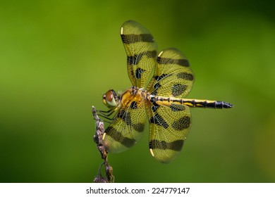 Halloween Pennant