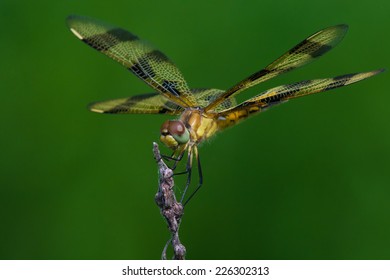 Halloween Pennant 