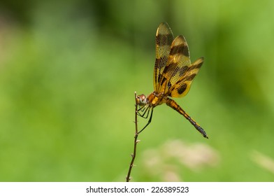 Halloween Pennant