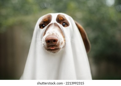 Halloween Pet Photo Dachshund Ghost Funny Portraits