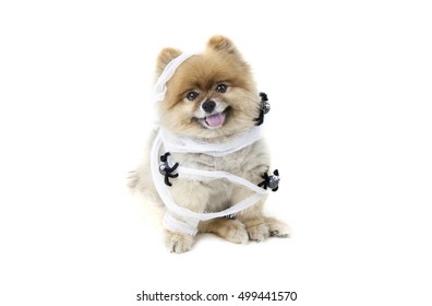 Halloween Picture of a Pomeranian Mummy with spiders