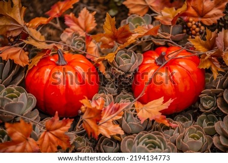 halloween pumpkin decorations fall autum party	