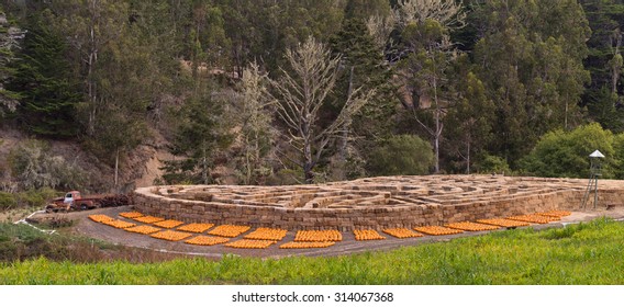 Halloween Pumpkin Farm And Haystack Maze