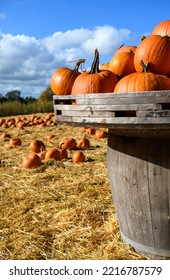 Halloween Pumpkin Field, Orange Lantern Vegetable's, Waiting To Be Collected At A Pick Your Own Farm. Brightly Colourful And Organic. No People, Copy Space. Portrait Editorial Perspective.