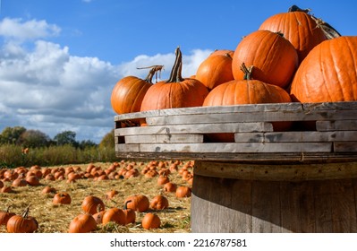 Halloween Pumpkin Field, Orange Lantern Vegetable's, Waiting To Be Collected At A Pick Your Own Farm. Brightly Colourful And Organic. No People, Copy Space. Landscape Editorial Perspective.