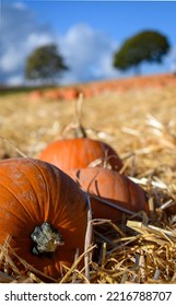 Halloween Pumpkin Field, Orange Lantern Vegetable's, Waiting To Be Collected At A Pick Your Own Farm. Brightly Colourful And Organic. No People, Copy Space. Soft Focus Background. Portrait, Editorial 