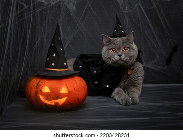 Halloween pumpkin jack o lantern and cute british cat in a wizard costume on a dark background. Halloween cat in a witch hat and a mantle with stars.