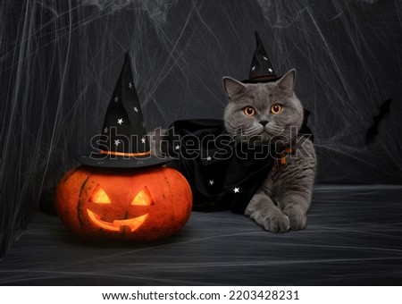 Halloween pumpkin jack o lantern and cute british cat in a wizard costume on a dark background. Halloween cat in a witch hat and a mantle with stars.