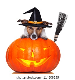 Halloween Pumpkin Witch Dog With A Broom