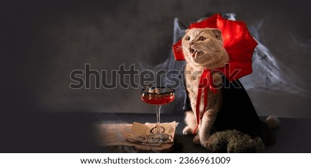 Halloween Sale creative banner. Cute surprised cat in dracula vampire costume on dark background with bloody margarita cocktail. Promotion, advertising campaign. Copy space. Bar restaurant