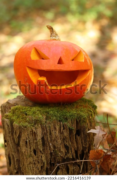Halloween scary pumpkin with one tooth in the\
autumn forest. A pumpkin with a carved smiling face stands on a\
moss-covered stump. Halloween autumn\
mood