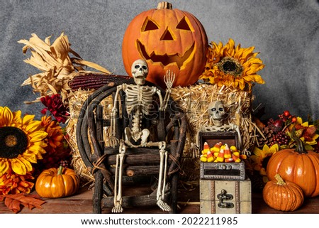 Halloween with skeletons candy corn jack o lantern fall pumpkins and autumn sunflowers