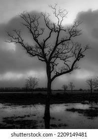 Halloween Spooky Tree At Sunset