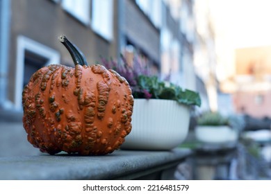 Halloween. Street Deco Pumpkin And Flowers