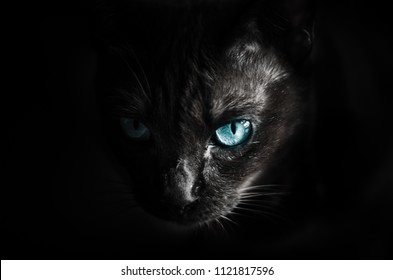 Halloween Theme, Cat scared eye scary in dark background
 - Powered by Shutterstock