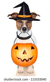 Jack Russell Terrier Halloween Images 