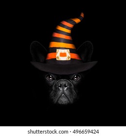 halloween  witch french bulldog  dog  dressed as a bad devil with horns, isolated on black dark dramatic background