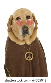 Halloween Yellow Labrador Retriever wearing a Hippie Halloween costume: brown vest, peace sign necklace, and glasses, isolated on white.
