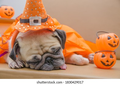 Hallowen Cute Dog Pumpkin Wallpaper