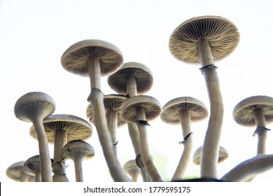 Hallucinogenic Psychedelic drug. Fresh Psilocybin shroom. Fungi hallucinogen. Psilocybin cubensis mushroom