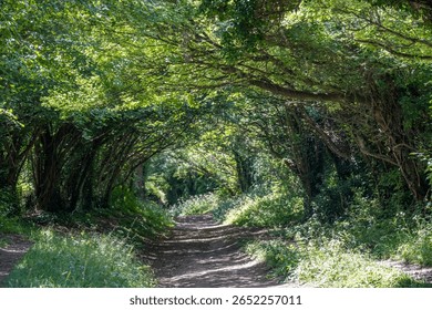 Halnaker Tree Tunnel South Downs National Park West Sussex England in the Summer