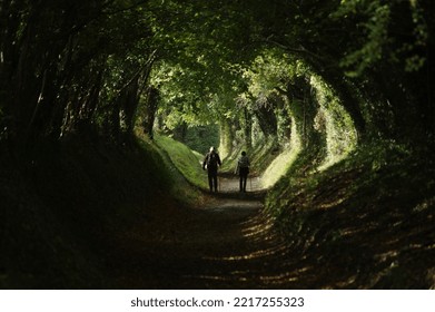 Halnaker Windmill Trail In Autumn By Tree Tunnel