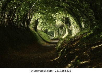 Halnaker Windmill Trail In Autumn By Tree Tunnel