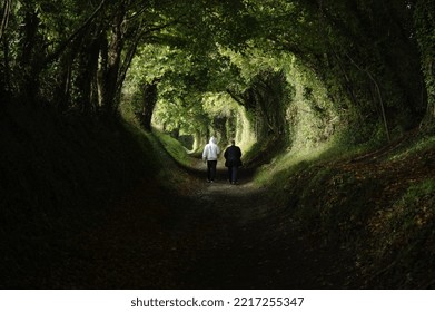 Halnaker Windmill Trail In Autumn By Tree Tunnel