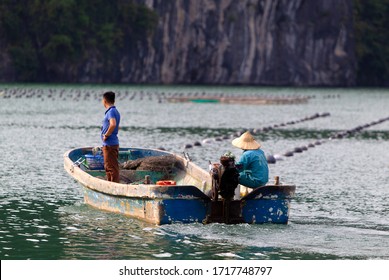 Halong Bay, Quang Ninh Province, Vietnam, Asia. July 18 2019: People Working In A Pearl Cultivation Farm, Halong Bay, Vietnam.