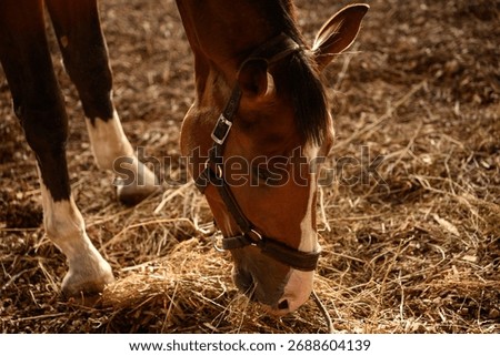 Haltered horse eats hay on farm ranch. Feeding and caring for horse on farm. Livestock. Feeding horses in winter