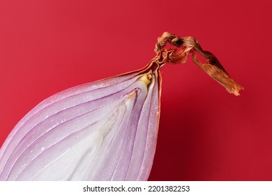 Halved Long Red Shallot Against Red Background. Cut In Half Unpeeled Eschalot Bulb Closeup. Organic Spring Onion Macro. Fresh Raw Vegetables For Spice And Seasonings Concept. Top View.