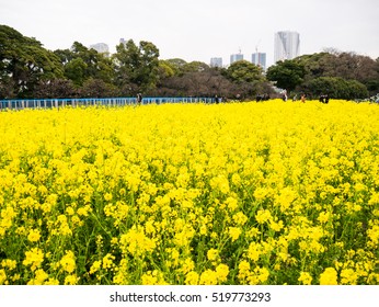 Hama Rikyu In Tokyo, Japan