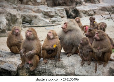 Hamadryas Baboon