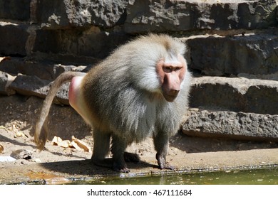 Hamadryas baboon