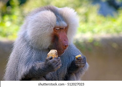 Hamadryas Baboon Eating