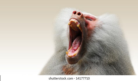 Hamadryas baboon intimidating other male with his big mouth wide open