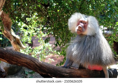 Hamadryas Baboon Male sitting on tree branch