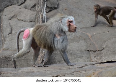 Hamadryas Baboon Monkeys