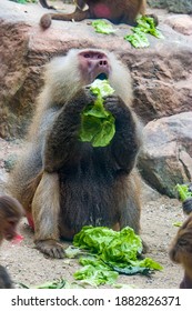 A Hamadryas baboon (Papio hamadryas) is eating vegetable.   
It is a species of baboon from the Old World monkey family. It appears in various roles in ancient Egyptian religion.