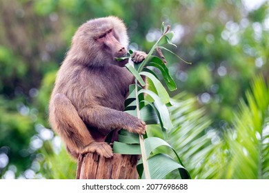 Hamadryas baboon (papio hamadryas) feeding on a banana tree trunk sitting on the tree stump in selective focus. Sacred baboon