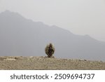 Hamadryas baboon, Papio hamadryas monkey, in the Asir Mountains in Saudi Arabia. Al Taif , Abha