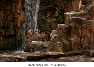 Hamadryas baboon, Papio hamadryas, monkey group family near the waterfall in the rock stone habitat in Ethiopia in Africa. Animal behaviour in nature. Wildlife Ethiopia. River with rock and baboons. - Powered by Shutterstock