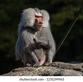 Hamadryas Baboon (Papio hamadryas) is an old World monkey which is found natively in very specific area of Africa and Arabian Peninsula. 