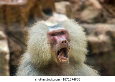 A Hamadryas baboon (Papio hamadryas) is opening the mouth.  
It is a species of baboon from the Old World monkey family. It appears in various roles in ancient Egyptian religion.