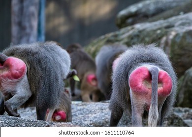 Baboons Images, Stock Photos & Vectors | Shutterstock