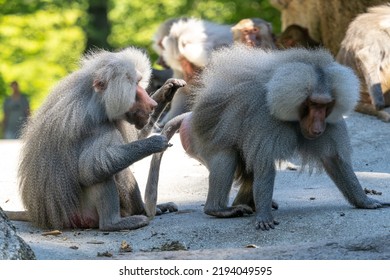 The hamadryas baboon, Papio hamadryas is a species of baboon, being native to the Horn of Africa and the southwestern tip of the Arabian Peninsula.