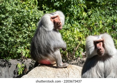 The hamadryas baboon, Papio hamadryas is a species of baboon, being native to the Horn of Africa and the southwestern tip of the Arabian Peninsula. - Shutterstock ID 2203673437